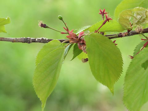 小さなサクランボ