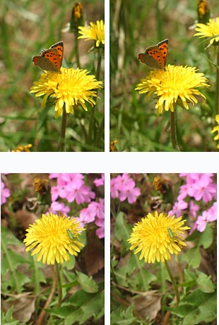 庭のタンポポに来た虫（立体写真）