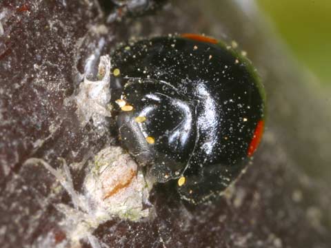 ヒメアカボシテントウ