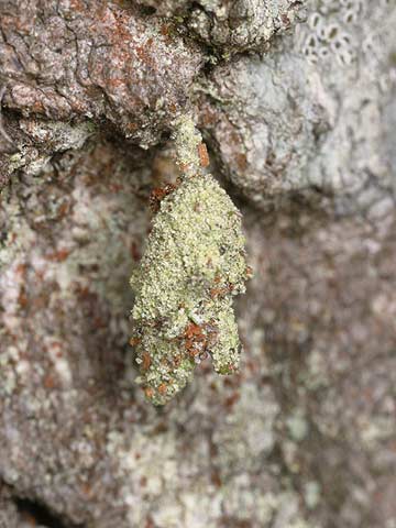 コヤガの一種の繭