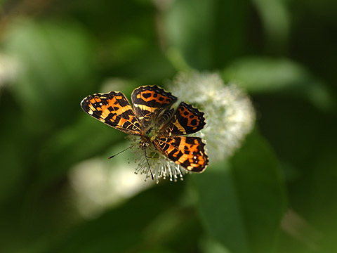 サカハチチョウ