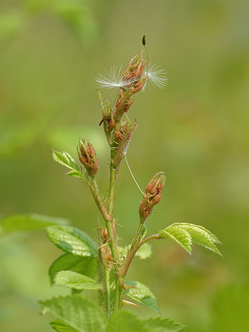 ノイバラの花芽