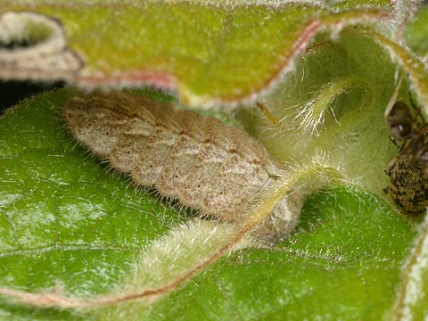 ハヤシミドリシジミの幼虫