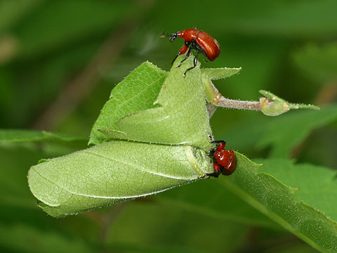 ルイスアシナガオトシブミ