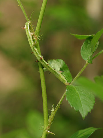 キエダシャクの幼虫