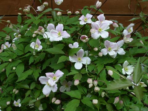 クレマチスの花