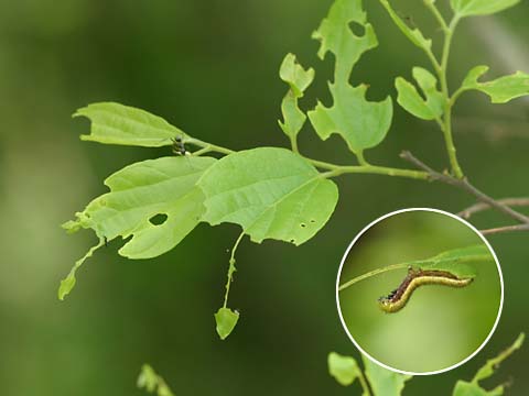 テングチョウの幼虫