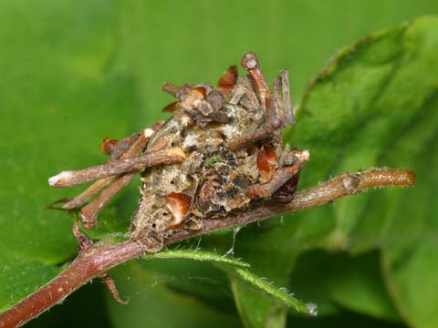 アオシャク幼虫のかくれんぼ