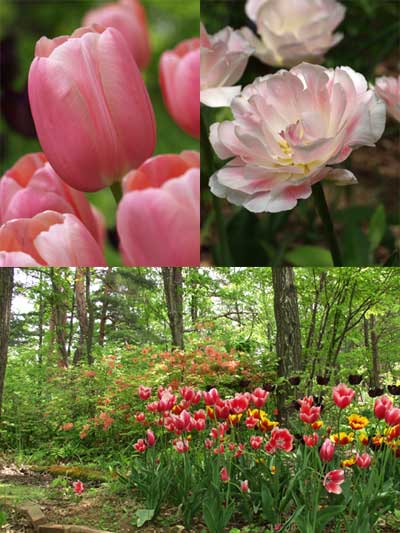 庭のチューリップ