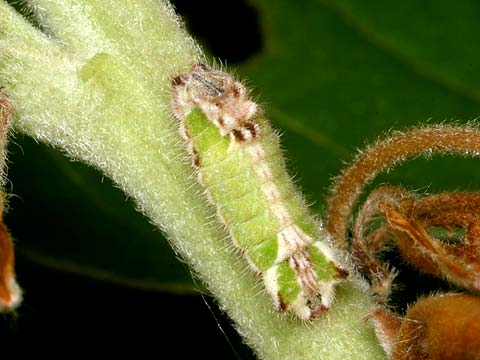 ダイセンシジミの幼虫