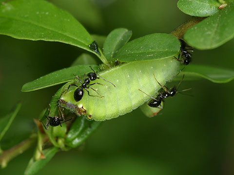 ウラゴマダラシジミの幼虫