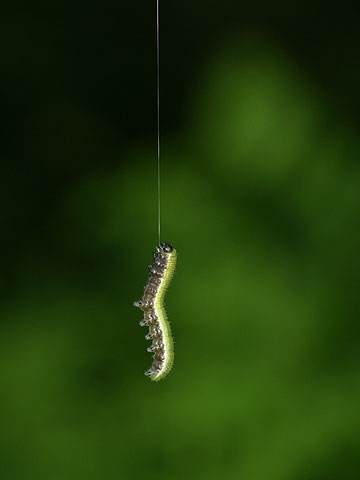 テングチョウ幼虫　身を守る技