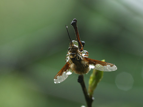 雨の中のビロウドツリアブ