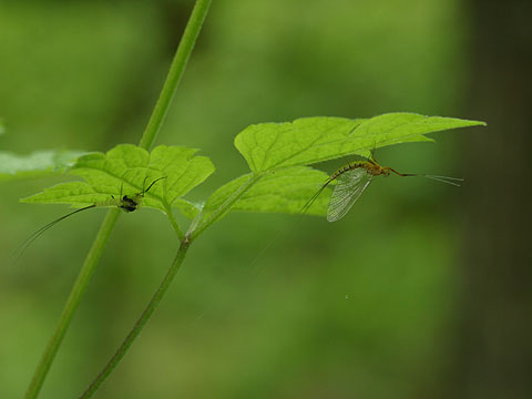 羽化直後のカゲロウ
