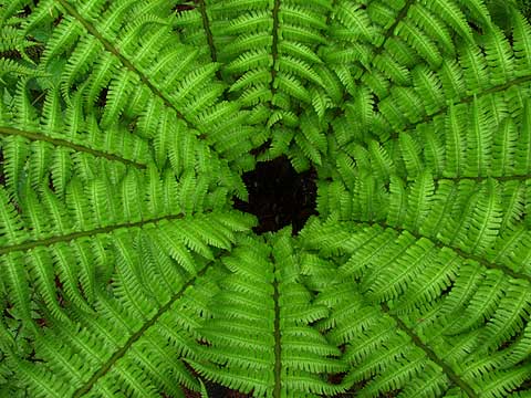 ヤマドリゼンマイ