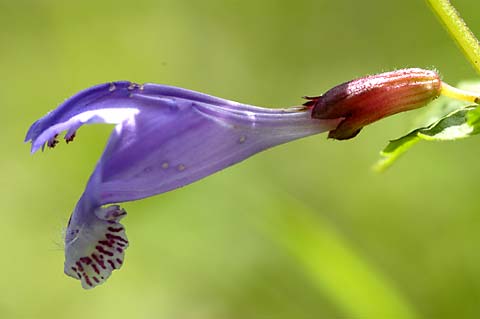 ラショウモンカズラ