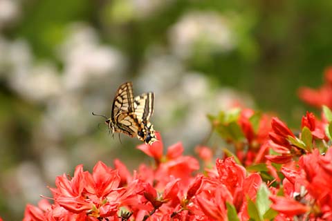ツツジとキアゲハ
