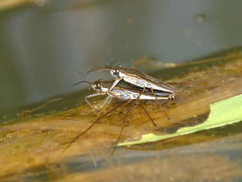 アメンボの交尾