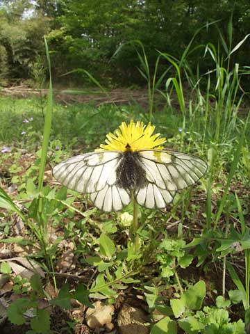 ウスバシロチョウ