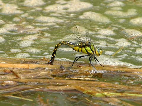 クロスジギンヤンマの産卵