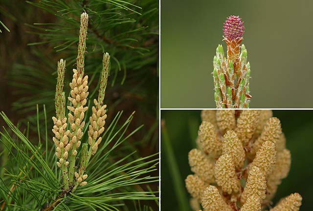アカマツの花