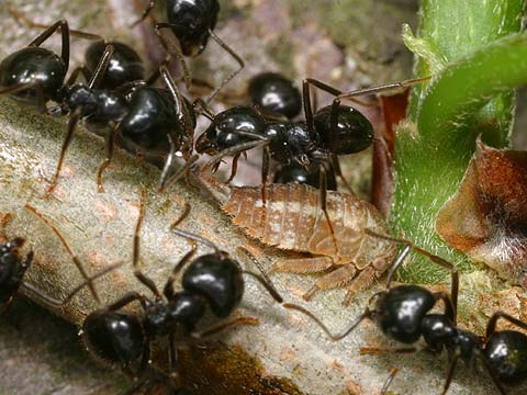 ツノゼミの幼虫