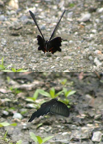 クロアゲハの飛翔