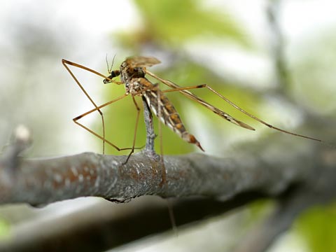 誰の仕業（木の枝に刺さったガガンボ）