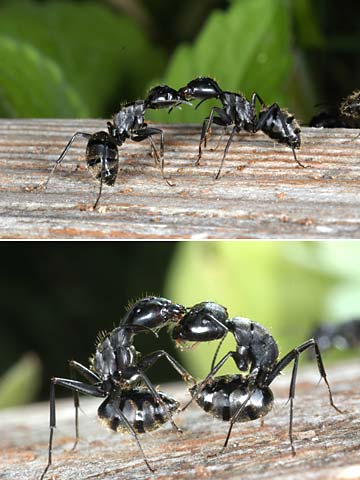クロオオアリの喧嘩