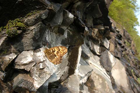 ヤマキマダラヒカゲ