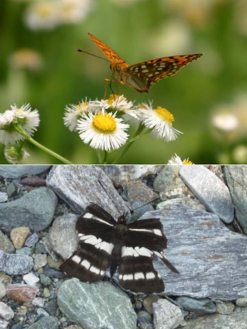 ウラギンヒョウモンとコミスジ