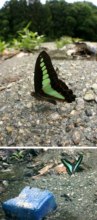 青い色にひかれるアオスジアゲハ