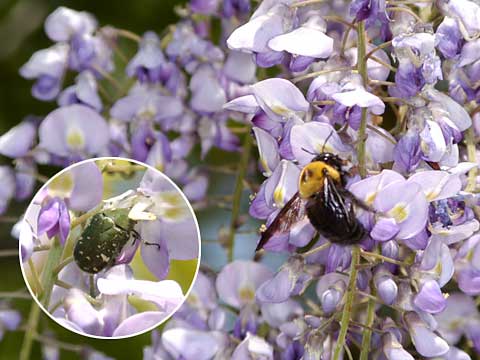 フジの花とクマバチ