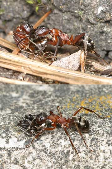 アカヤマアリの引っ越し？