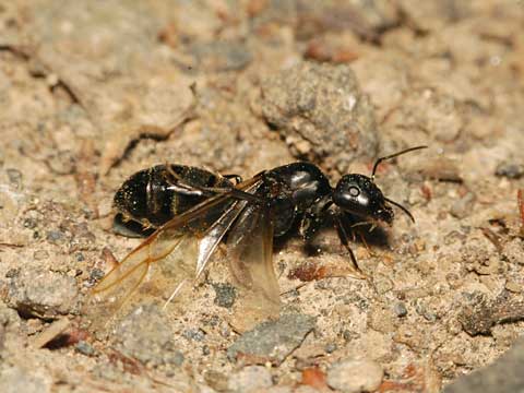翅を切る女王アリ