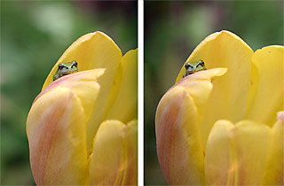 アマガエルの立体写真