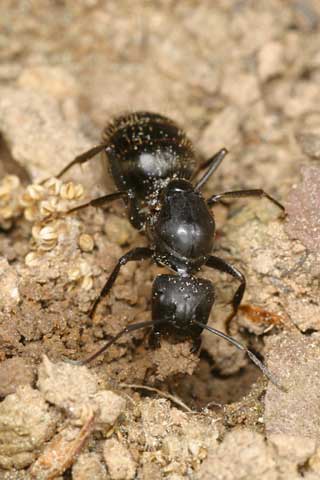 巣穴を掘る女王