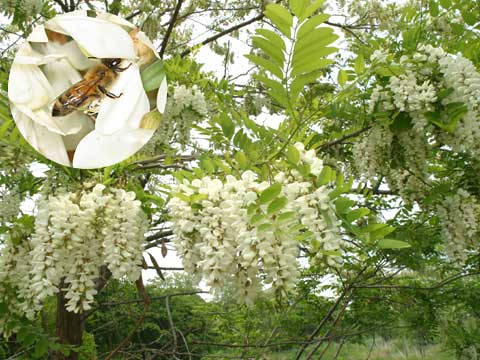 ニセアカシアとミツバチ