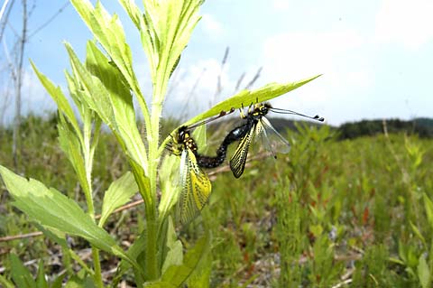 キバネツノトンボの交尾
