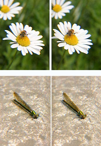 カワトンボ他（立体写真）