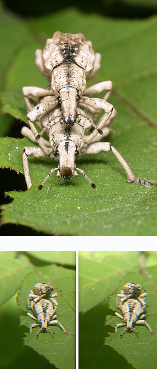 ヒメシロコブゾウムシ