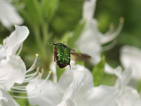 アオハナムグリ