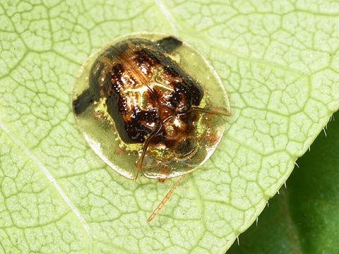 セモンジンガサハムシ