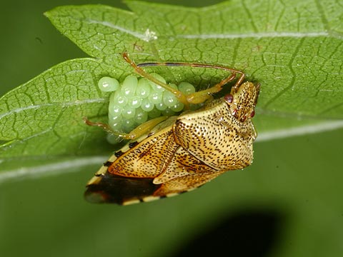 ヒメツノカメムシ