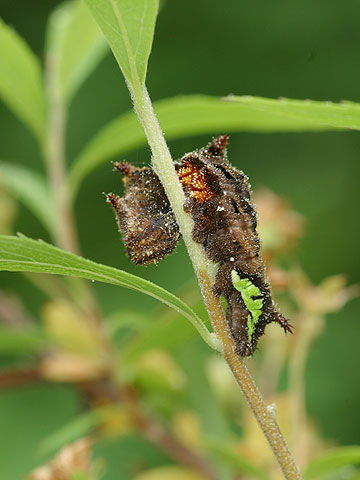 ホシミスジの幼虫