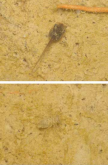 オタマジャクシとヤゴ