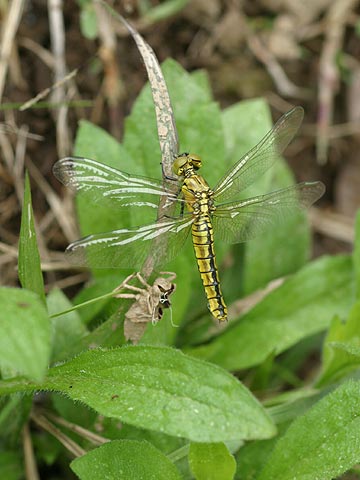 羽化直後のハラビロトンボ