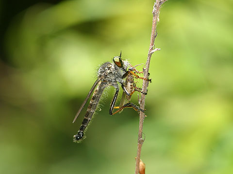 羽アリを食べるムシヒキアブ