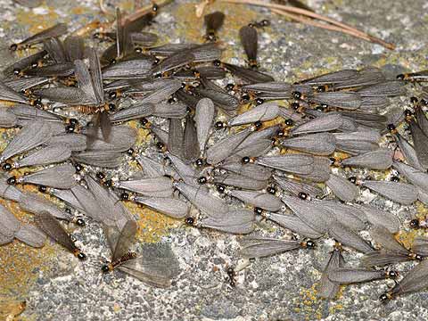 シロアリの羽アリ