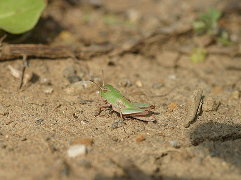 トノサマバッタの幼虫